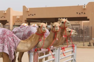 Kebun Binatang Al Ain untuk wisata keluarga di Uni Emirate Arab